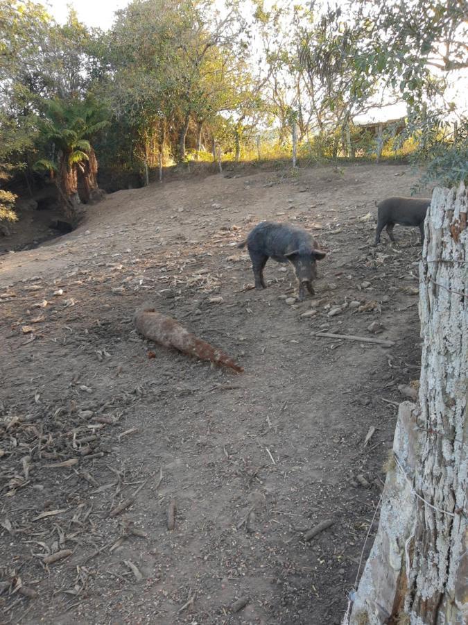 Вилла Fazenda Tamandua Casa De Campo - Cabana Coragem Rio Rufino Экстерьер фото